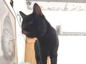 Gato raça SRD-ViraLata idade 1 ano nome Saturno 