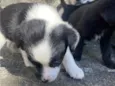 Theodor , Theo , nega , Melissa 