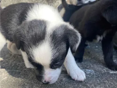Cachorro raça SRD-ViraLata idade Abaixo de 2 meses nome Theodor , Theo , nega , Melissa 