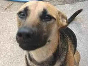 Cachorro raça SRD-ViraLata idade 7 a 11 meses nome Luffy 