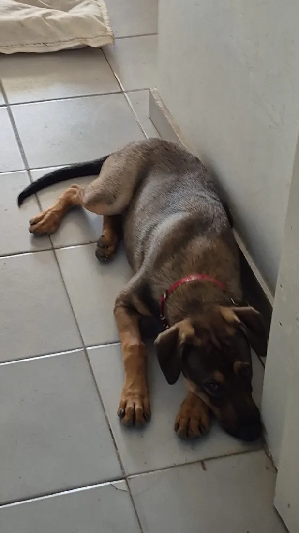 Cachorro raça SRD-ViraLata idade 2 a 6 meses nome Luka