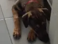 Luka