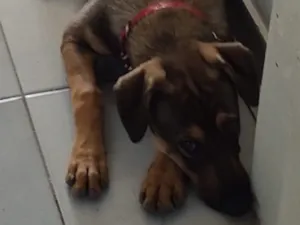 Cachorro raça SRD-ViraLata idade 2 a 6 meses nome Luka
