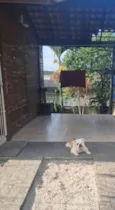 caramelo 