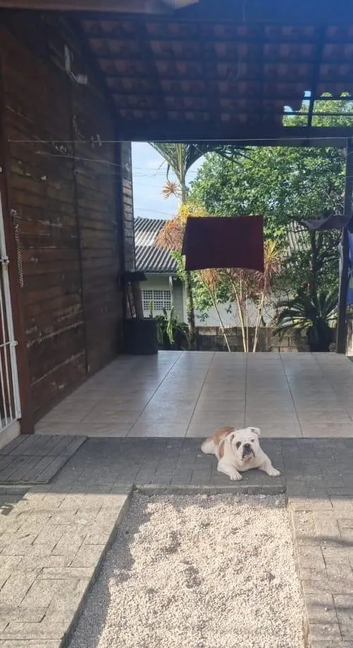 Cachorro raça SRD-ViraLata idade 4 anos nome caramelo 