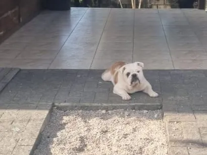 Cachorro raça SRD-ViraLata idade 4 anos nome caramelo 