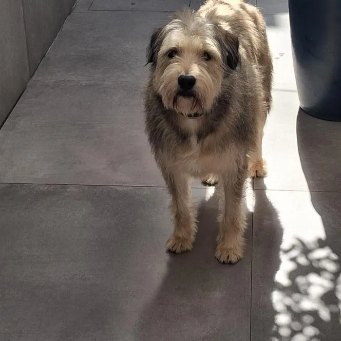 Cachorro raça SRD-ViraLata idade 2 anos nome Mathias