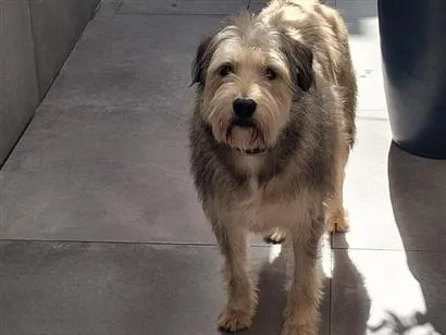 Cachorro raça SRD-ViraLata idade 2 anos nome Mathias