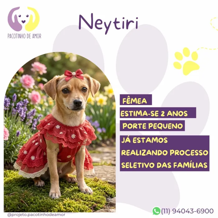 Cachorro raça SRD-ViraLata idade 2 anos nome Neytiri