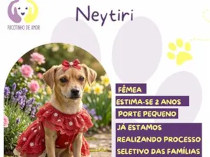 Cachorro raça SRD-ViraLata idade 2 anos nome Neytiri