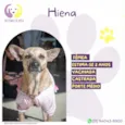 Hiena