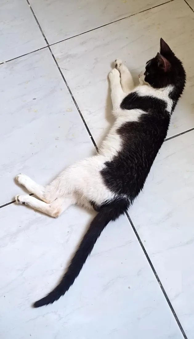 Gato raça SRD-ViraLata idade 1 ano nome Pitoco