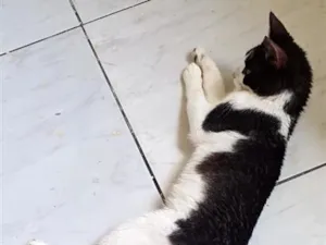 Gato raça SRD-ViraLata idade 1 ano nome Pitoco