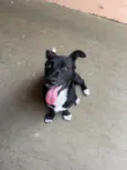 Ayla