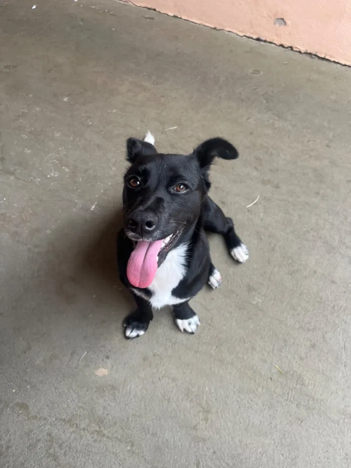 Cachorro raça SRD-ViraLata idade 1 ano nome Ayla