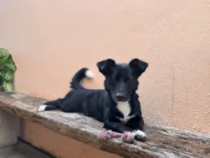 Cachorro raça SRD-ViraLata idade 1 ano nome Ayla