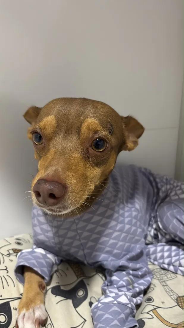 Cachorro raça SRD-ViraLata idade 3 anos nome PC - Pedro Caramelo