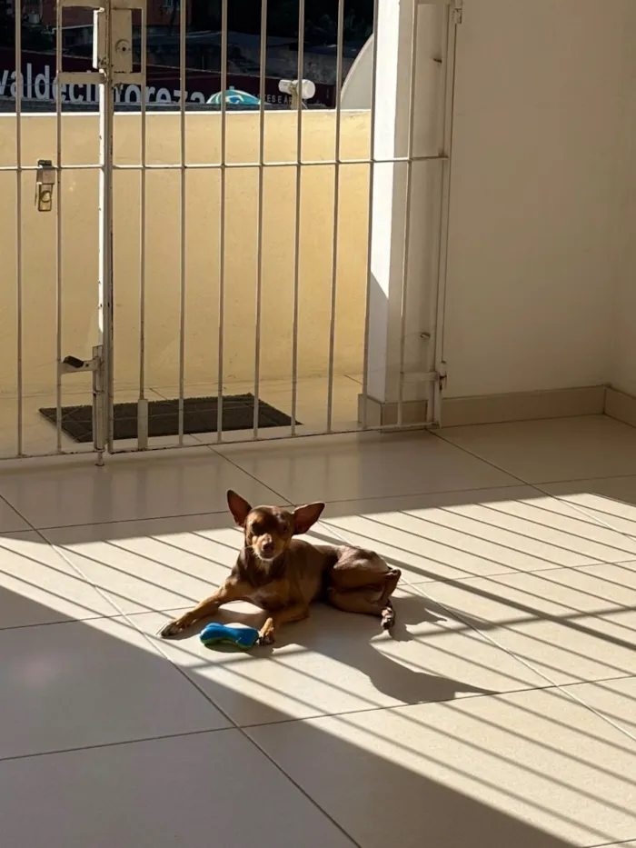 Cachorro raça SRD-ViraLata idade 3 anos nome PC - Pedro Caramelo