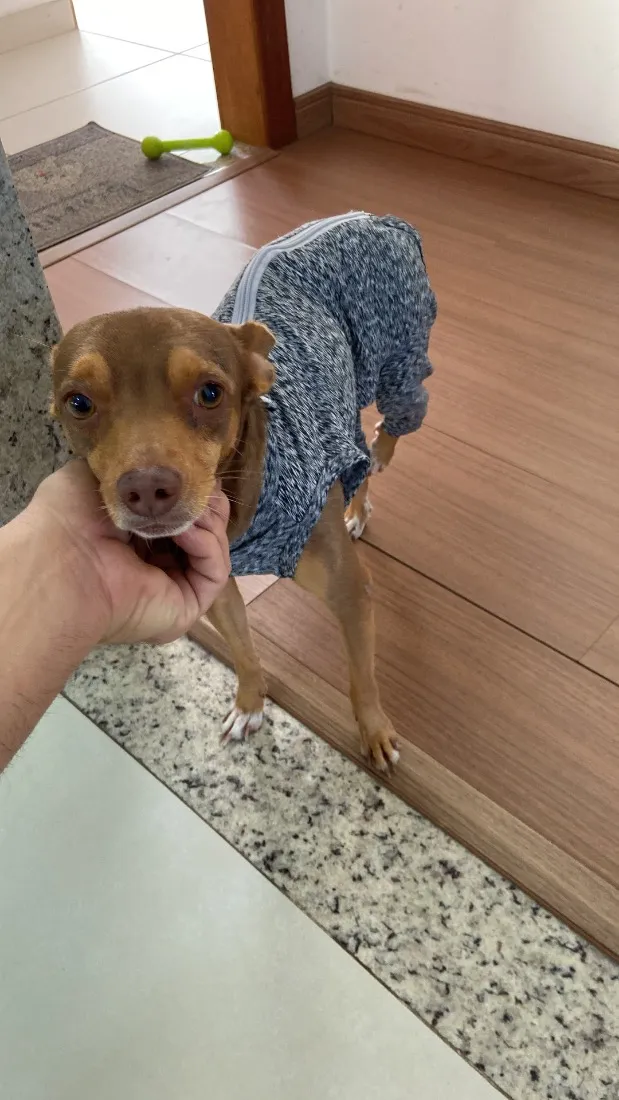 Cachorro raça SRD-ViraLata idade 3 anos nome PC - Pedro Caramelo