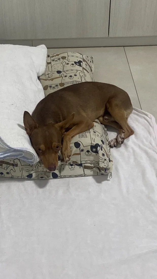 Cachorro raça SRD-ViraLata idade 3 anos nome PC - Pedro Caramelo
