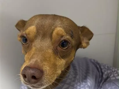 Cachorro raça SRD-ViraLata idade 3 anos nome PC - Pedro Caramelo