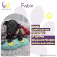 Fábio