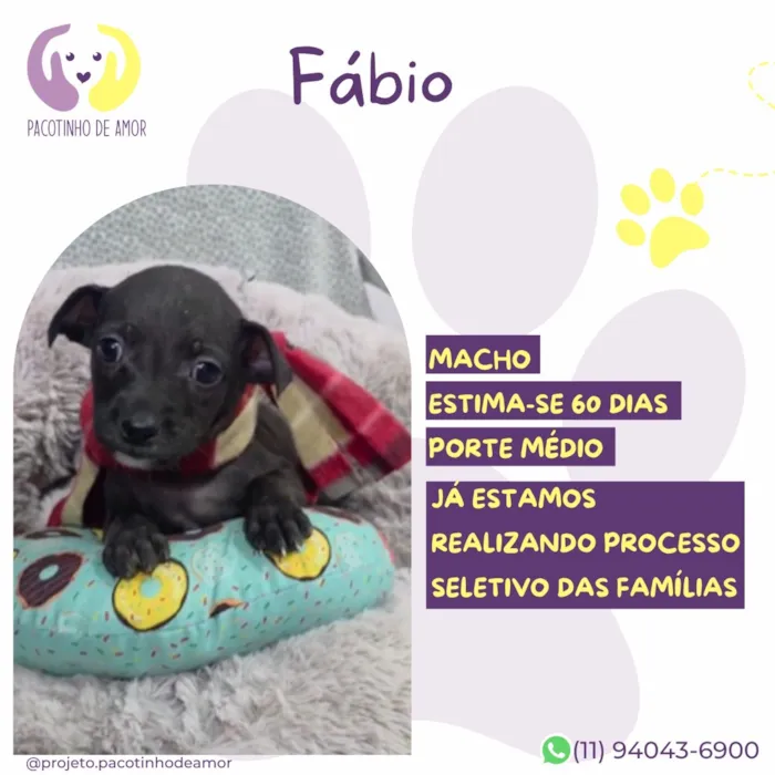Cachorro raça SRD-ViraLata idade Abaixo de 2 meses nome Fábio