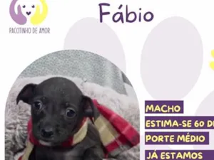 Cachorro raça SRD-ViraLata idade Abaixo de 2 meses nome Fábio