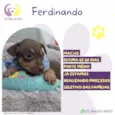 Ferdinando