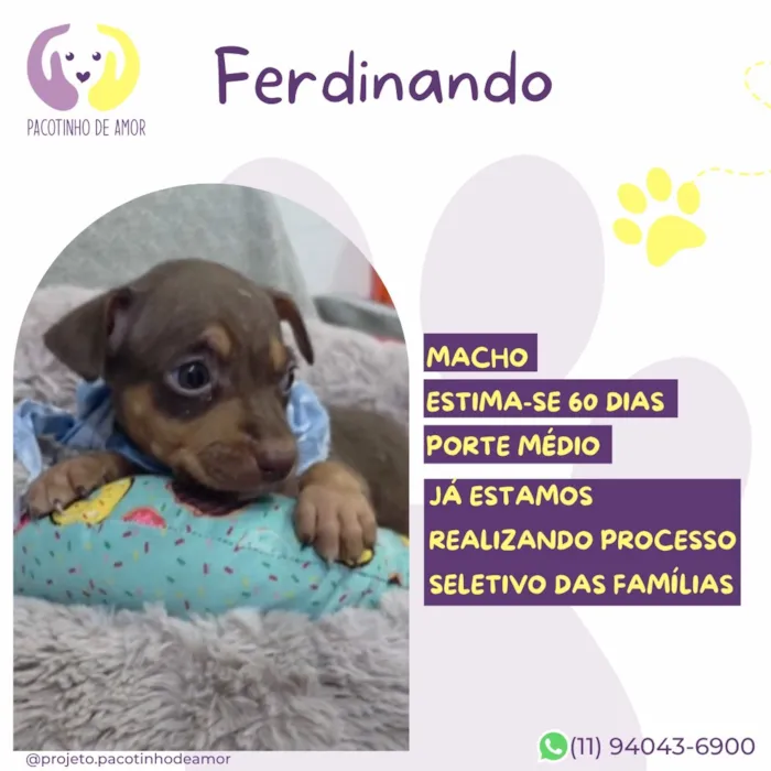 Cachorro raça SRD-ViraLata idade Abaixo de 2 meses nome Ferdinando
