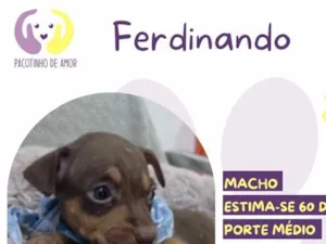 Cachorro raça SRD-ViraLata idade Abaixo de 2 meses nome Ferdinando
