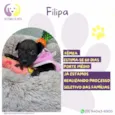 Filipa