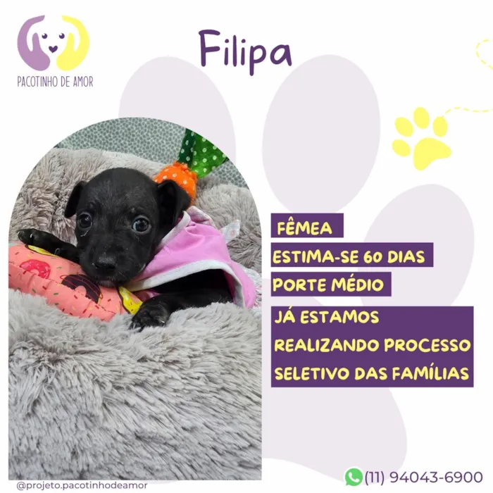 Cachorro raça SRD-ViraLata idade Abaixo de 2 meses nome Filipa
