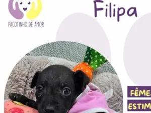 Cachorro raça SRD-ViraLata idade Abaixo de 2 meses nome Filipa