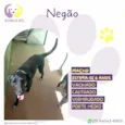 Negão