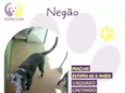 Negão