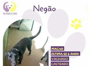 Cachorro raça SRD-ViraLata idade 6 ou mais anos nome Negão