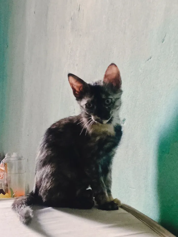 Gato raça SRD-ViraLata idade 2 a 6 meses nome Zombie