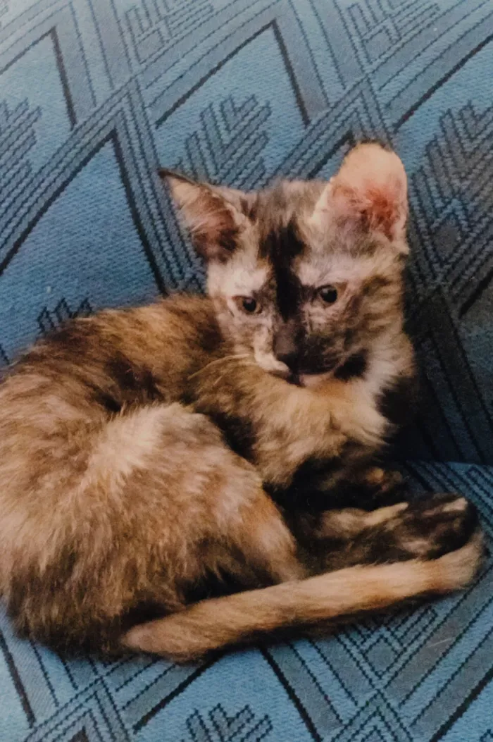 Gato raça SRD-ViraLata idade 2 a 6 meses nome Zombie