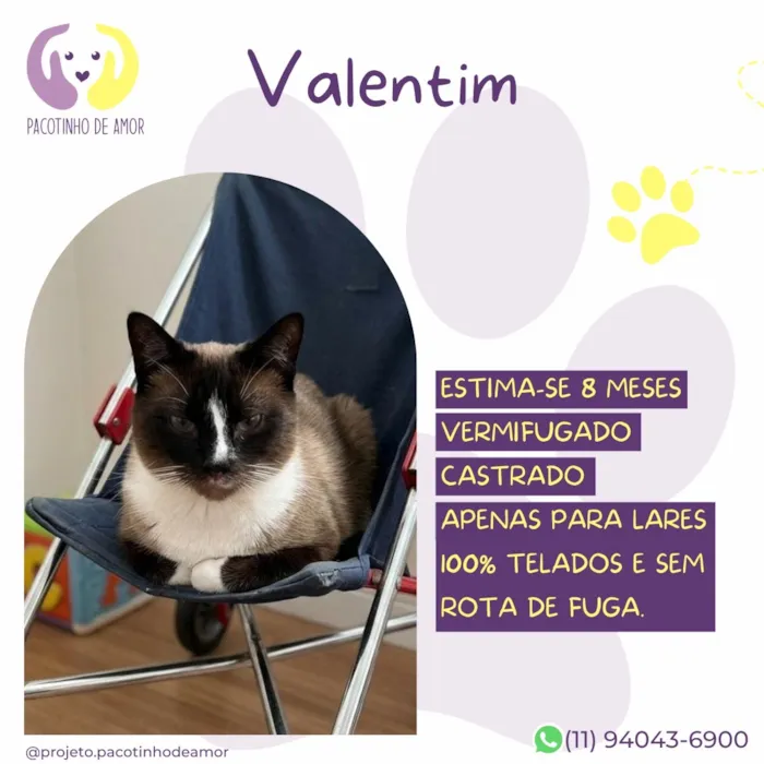 Gato raça SRD-ViraLata idade 7 a 11 meses nome Valentim