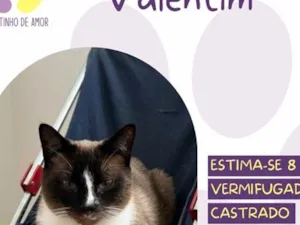 Gato raça SRD-ViraLata idade 7 a 11 meses nome Valentim