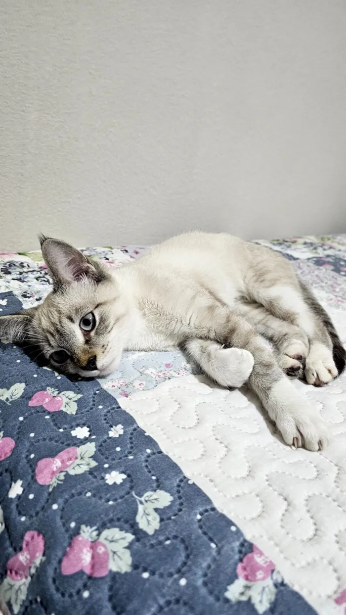 Gato raça SRD-ViraLata idade 2 a 6 meses nome Max