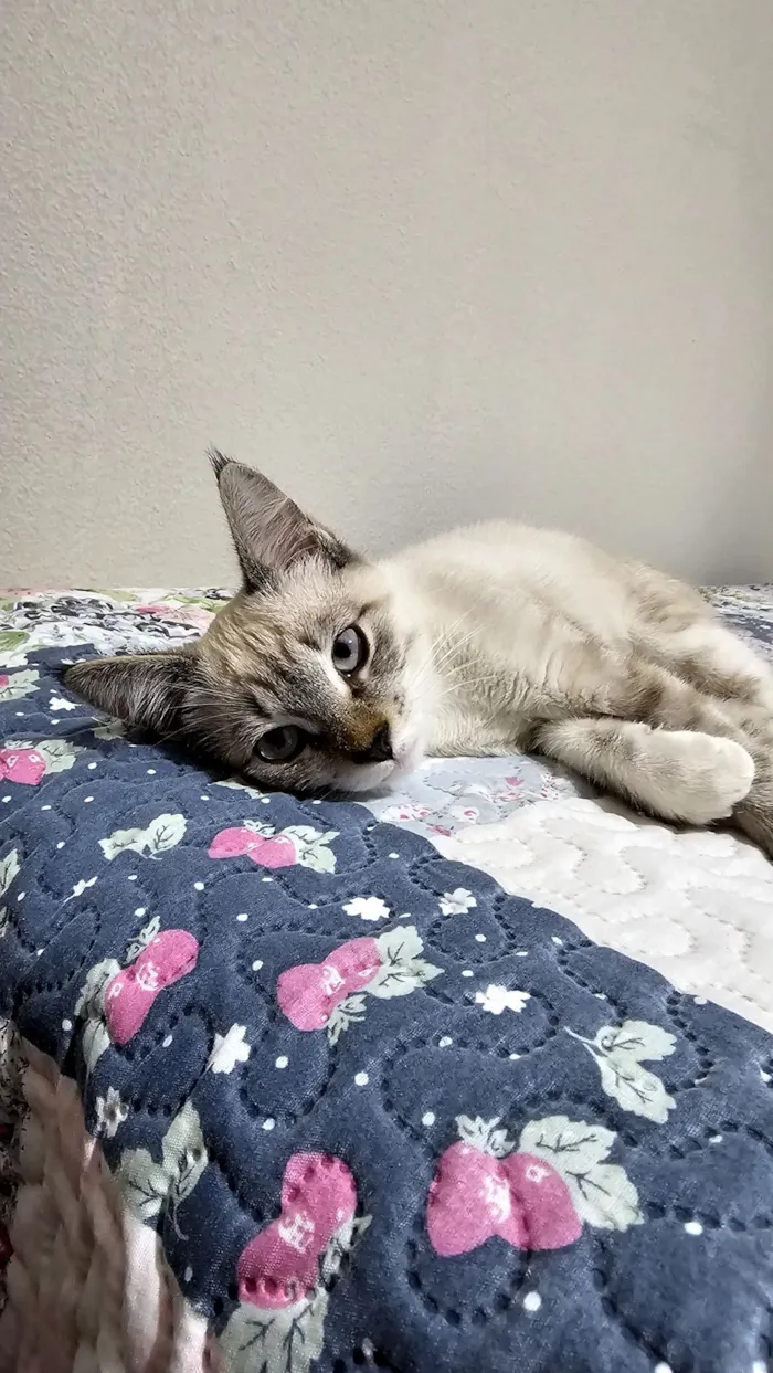Gato raça SRD-ViraLata idade 2 a 6 meses nome Max