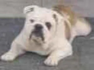 Cachorro raça SRD-ViraLata idade 4 anos nome caramelo 