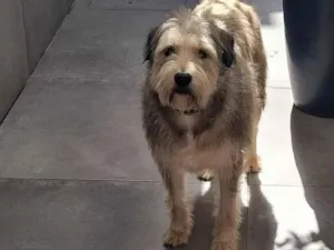 Cachorro raça SRD-ViraLata idade 2 anos nome Mathias