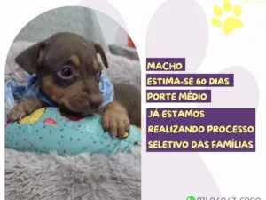 Cachorro raça SRD-ViraLata idade Abaixo de 2 meses nome Ferdinando