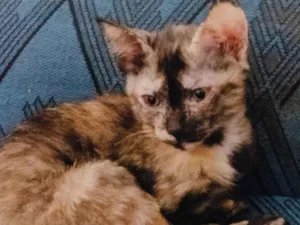 Gato raça SRD-ViraLata idade 2 a 6 meses nome Zombie
