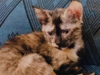 Gato raça SRD-ViraLata idade 2 a 6 meses nome Zombie