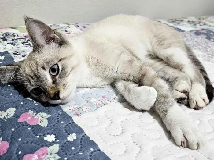 Gato raça SRD-ViraLata idade 2 a 6 meses nome Max