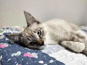 Gato raça SRD-ViraLata idade 2 a 6 meses nome Max